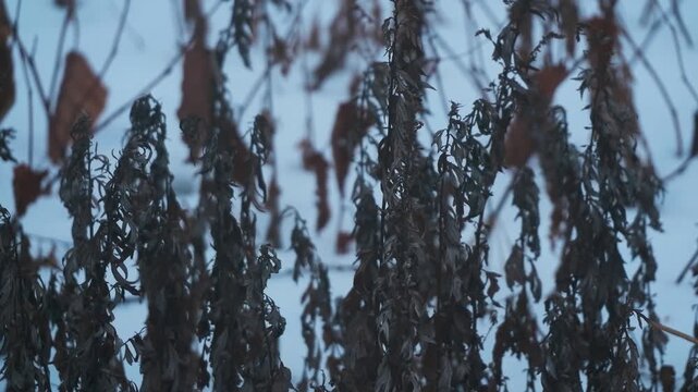 雪原の枯草