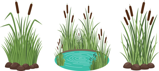 Cattail reed plants illustration, wetland marsh vegetation with pond, aquatic grass nature elements, flat vector isolated on white background © Its me...