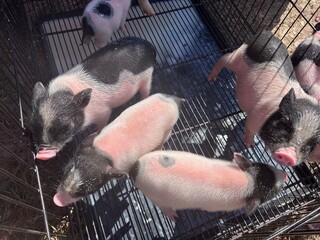 fish on the grill, pig, farm, animal, piglet, pink, pork