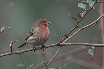 Purple Finch Perched
