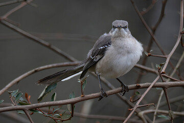 Mockingbird perched on a tree branch.