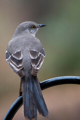 Mockingbird perched on a tree branch.