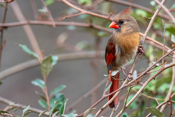 Female  Northern Cardinal