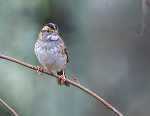 Sparrow perched on a tree branch