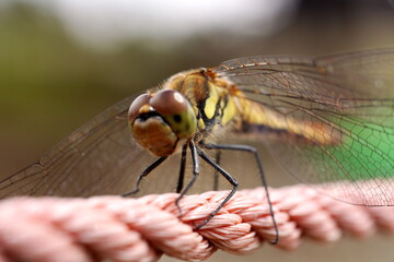ピンク色のロープの上にとまりこちらをじっと見つめているトンボの顔を極限まで近づいて撮影した超マクロ写真です。複眼の質感や羽の脈まで鮮明に映し出されています。