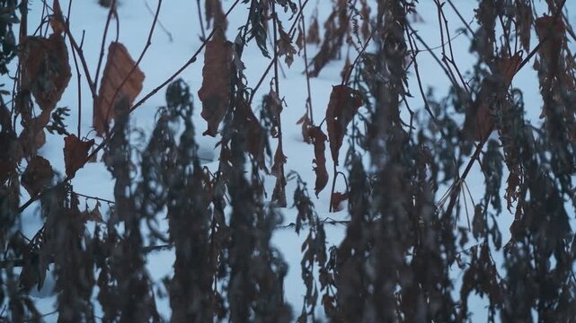 雪原の枯草