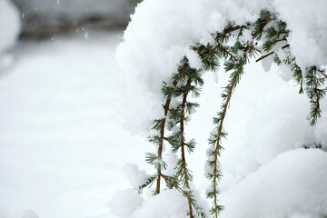 Pine needles covered in about six inches of snow