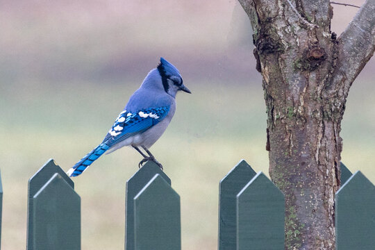 blue jay on a fence