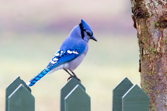 blue jay on a fence