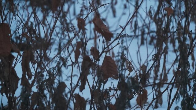 雪原の枯草