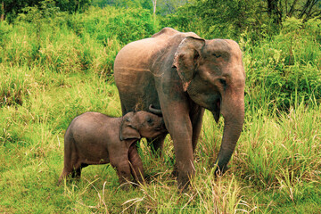 Obraz premium mother and baby elephant
