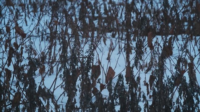 雪原の枯草