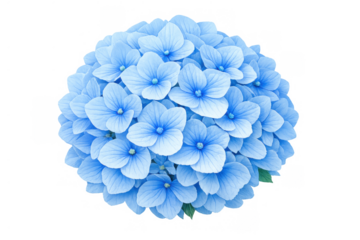 Blue hydrangea blossom showing intricate petals, a vibrant floral cluster, and soft pastel shades, isolated with transparent background