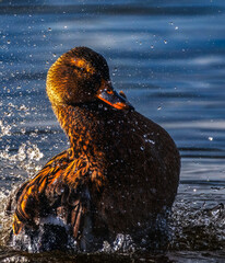 Cinematic golden hour duck splash action frozen water droplets on blue lake at sunset wildlife nature fine art photography vivid feather detail cleansing motion calm serenity resilience and renewal