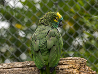 Amazone &agrave; front bleu