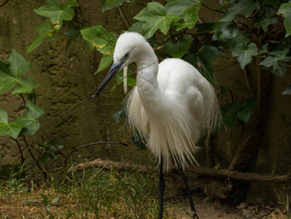 Aigrette Garzette