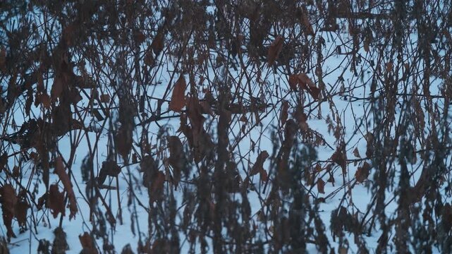 雪原の枯草