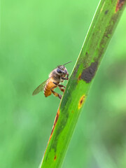 Photo of a honey bee perched on a leaf. Honey bees belong to the genus Apis. There are several known species of honey bees, such as Apis mellifera and Apis cerana