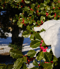 Snow covered red berries on a holly bush the morning after a winters snowstorm