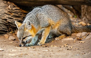 Fototapeta premium Tight Shot Of Gray Fox Sniffing The Ground