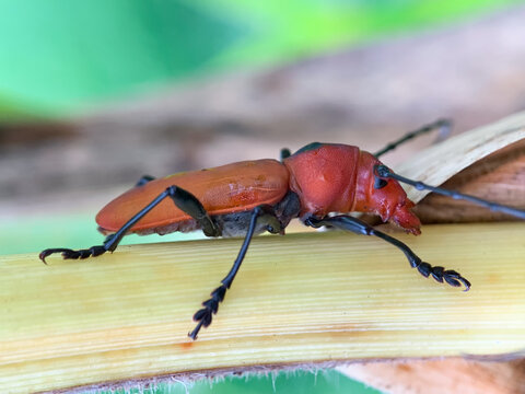 Photo of the stigmatized Hoegea insect, which is a long-horned beetle from the Cerambycidae family. Most likely from the genus Euryphagus or Hoegea.