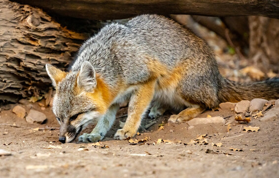 Tight Shot Of Gray Fox Sniffing The Ground