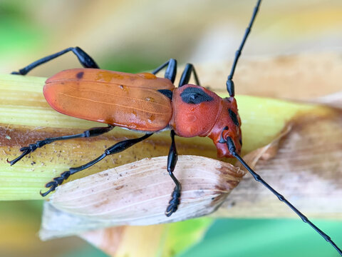 Photo of the stigmatized Hoegea insect, which is a long-horned beetle from the Cerambycidae family. Most likely from the genus Euryphagus or Hoegea.