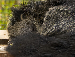Binturong