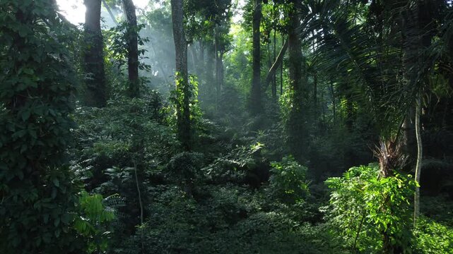 Walk through dense forests as the sun peeks through the trees in summer. The rays illuminate the green forest. Cifor, IPB University Bogor research forest, Indonesia.