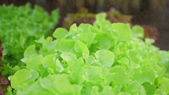 Vegetables in a hydroponics greenhouse. Planting plants using a nutrient solution in water instead of planting with soil.