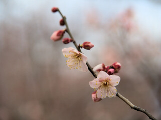 1月に咲いた紅梅の花「紅冬至（コウトウジ）」