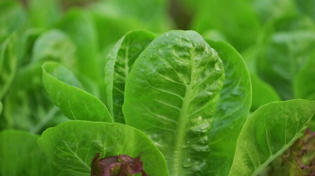Vegetables in a hydroponics greenhouse. Planting plants using a nutrient solution in water instead of planting with soil.