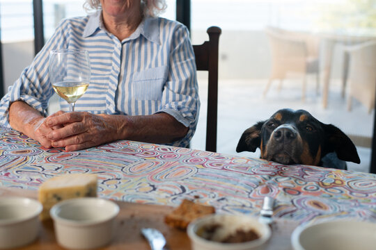 black and tan huntaway dog begging for food at the table