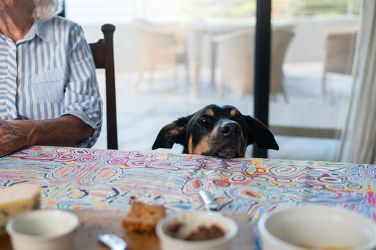 black and tan huntaway dog begging for food at the table