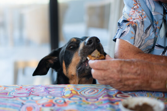 black and tan huntaway dog begging for food at the table