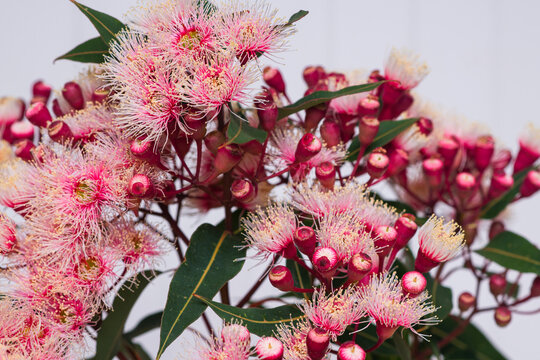 close up of pink gum nut flowers in bloom