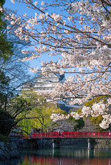 Cherry blossom at Himeji castle-Spring time