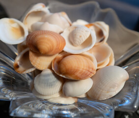 Collected shells in a beautiful glass vase after collection from Jupiter Beach in Florida