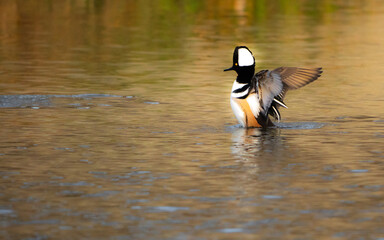 Hooded Mergansers duck on the water