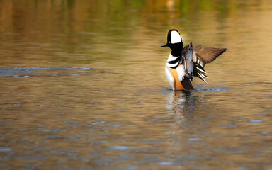 Hooded Mergansers duck on the water
