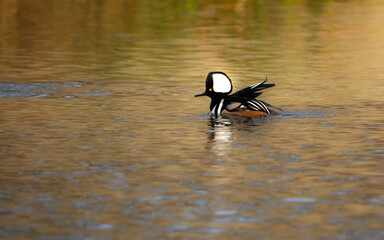 Hooded Mergansers duck on the water