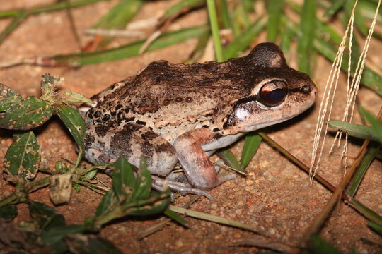 Myers' Thin-toed Frog (Leptodactylus myersi) in Suriname is a species of frog in the Leptodactylidae family. Its local name is sapito confuso ("confused toadlet"). 