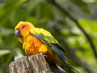 Conure soleil