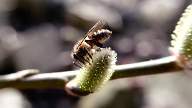 한국,곤충,벌,토종벌,꽃,Korea, insect, bee, indigenous bee, flower