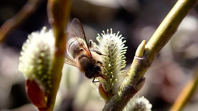 한국,곤충,벌,토종벌,꽃,Korea, insect, bee, indigenous bee, flower