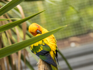 Conure soleil