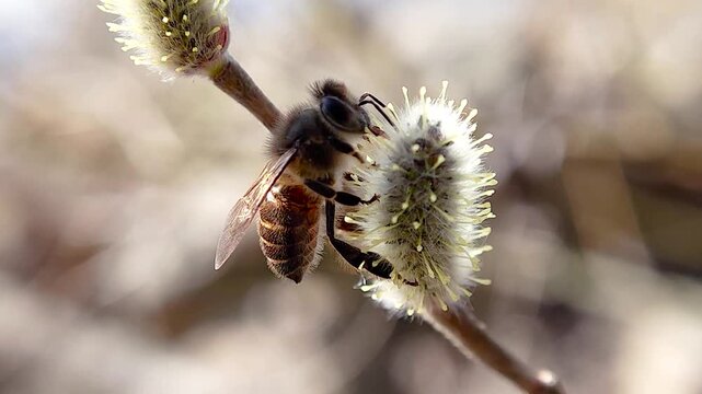 한국,곤충,벌,토종벌,꽃,Korea, insect, bee, indigenous bee, flower
