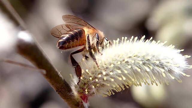 한국,곤충,벌,토종벌,꽃,Korea, insect, bee, indigenous bee, flower