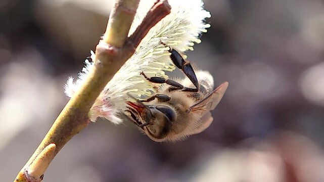 한국,곤충,벌,토종벌,꽃,Korea, insect, bee, indigenous bee, flower