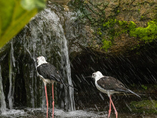 Avocette &eacute;l&eacute;gante